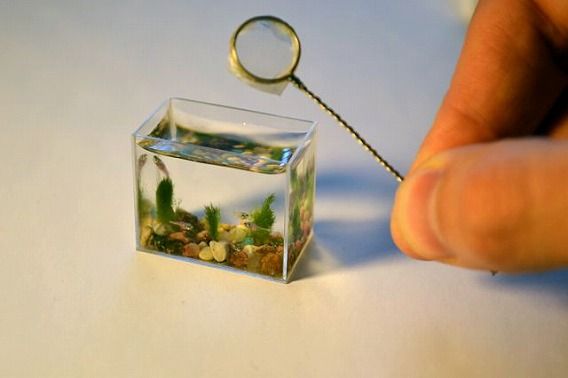世界一小さい魚　ドワーフフェアリーミノー